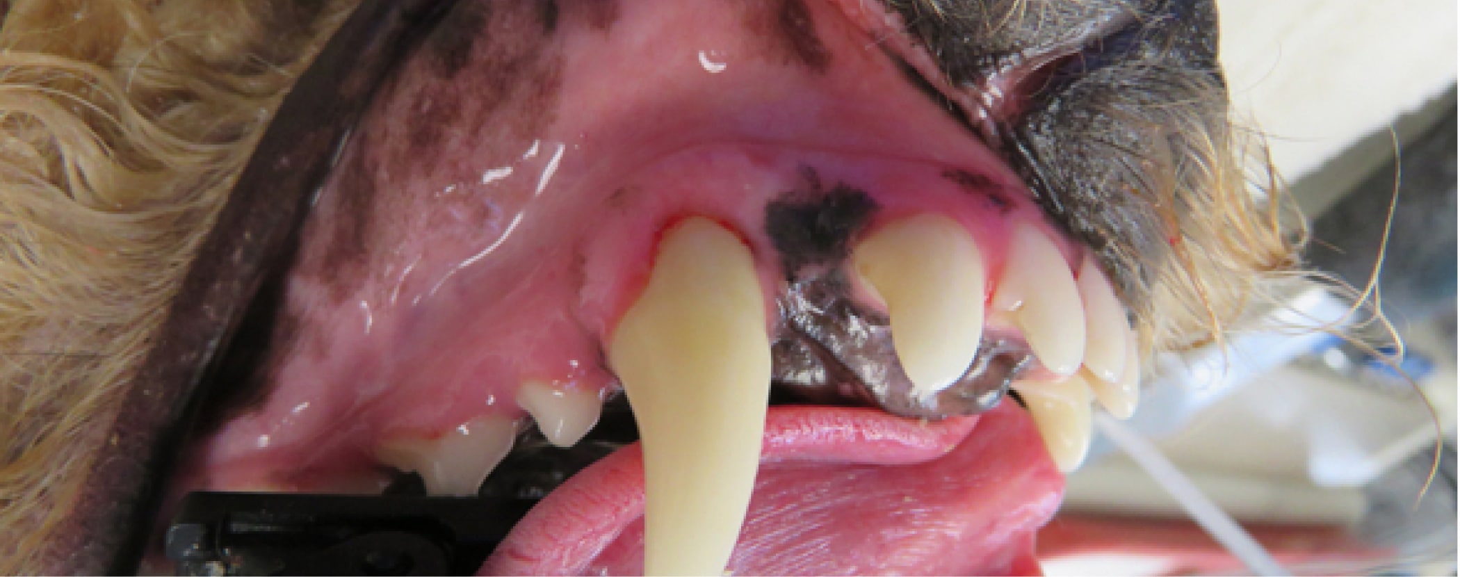 A close-up of a dog's open mouth showing teeth and gums, with visible black pigmentation on the gums.